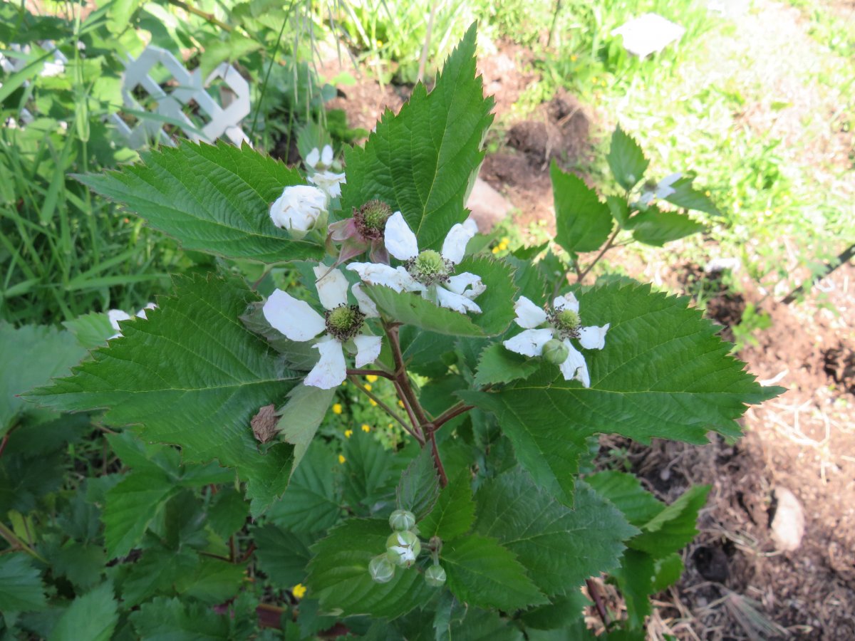 blackberry.JPG