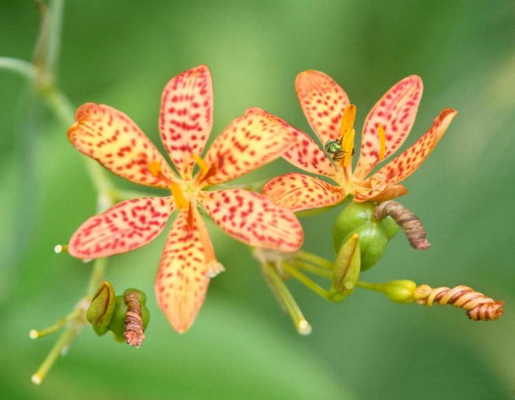 blackberry_lily_flowers_07-03-14.jpg
