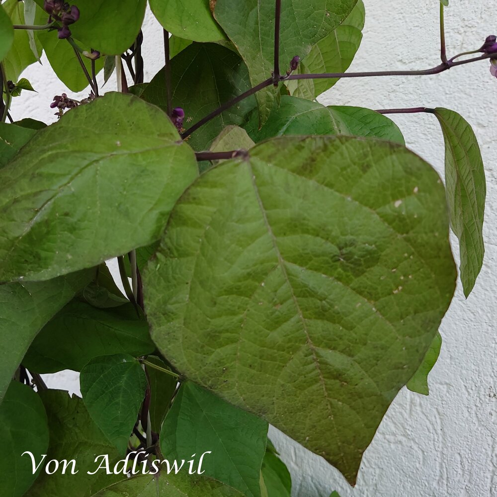 Blaue_Adliswil_Blatt_b_2025.jpg