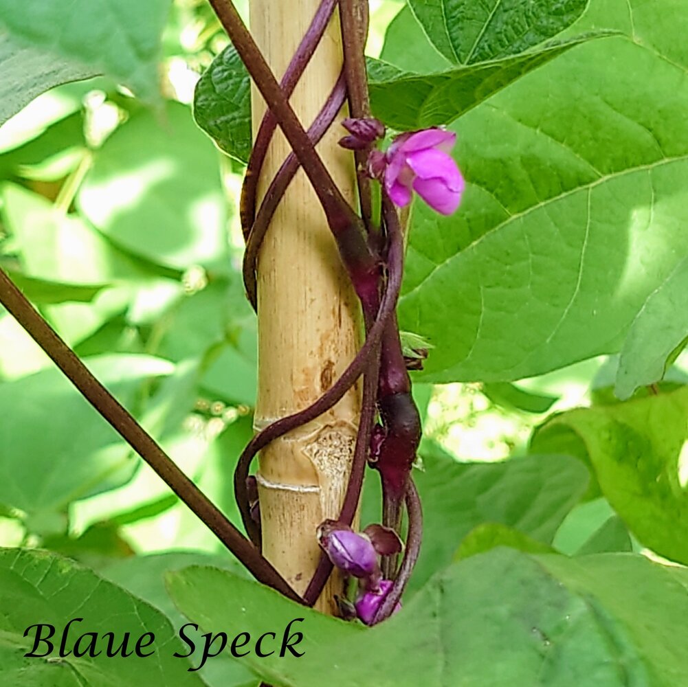 Blaue_Speck_b_2025.jpg