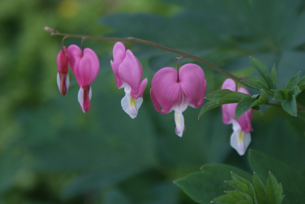 bleeding heart.JPG