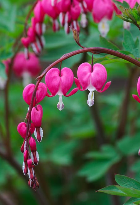 bleeding-heart-perennial1.jpg