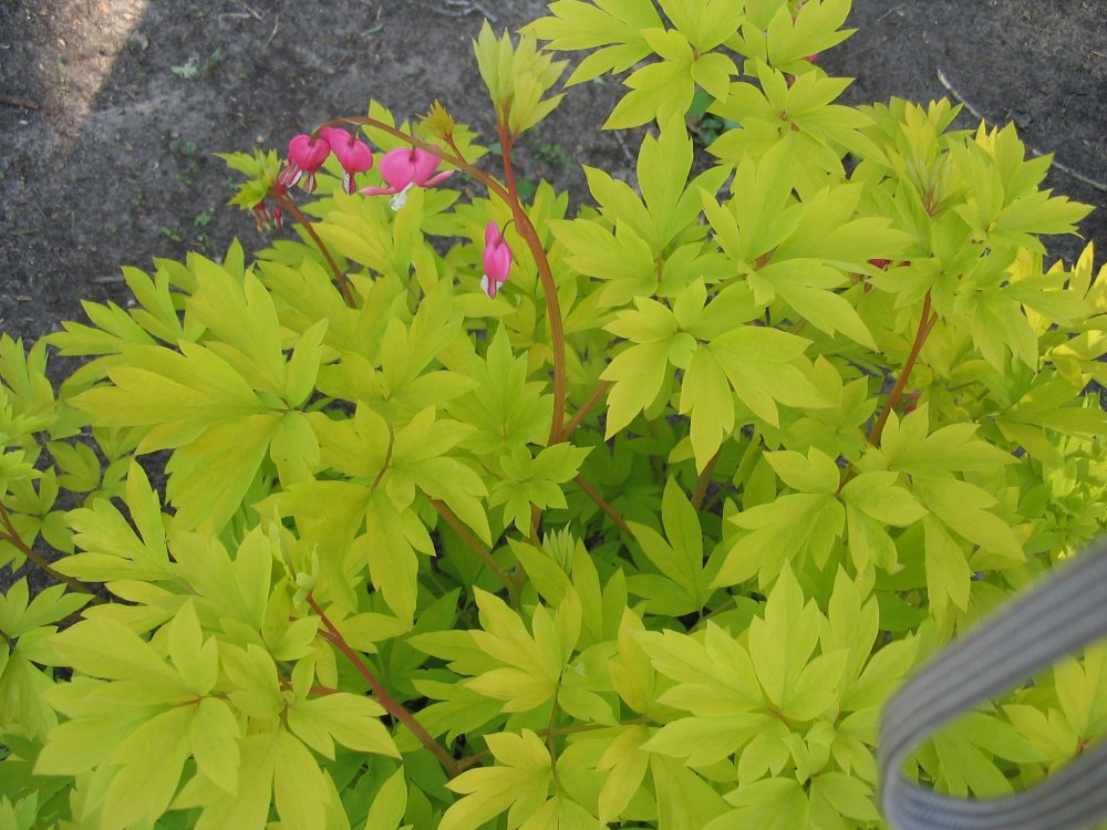 bleeding heart yellow-leaf.JPG