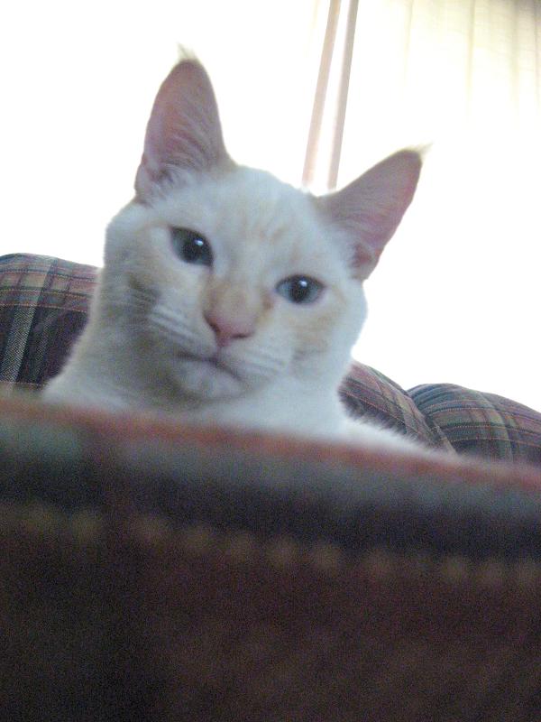 Blinky 9.jpg