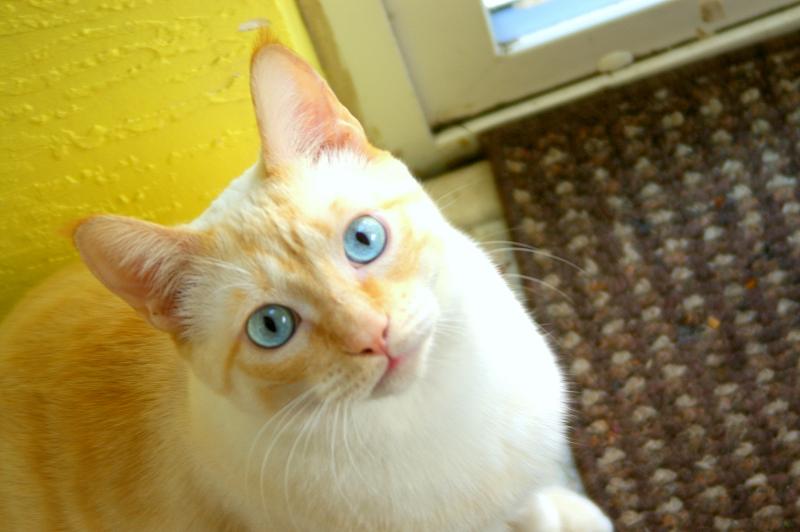 Blinky.jpg