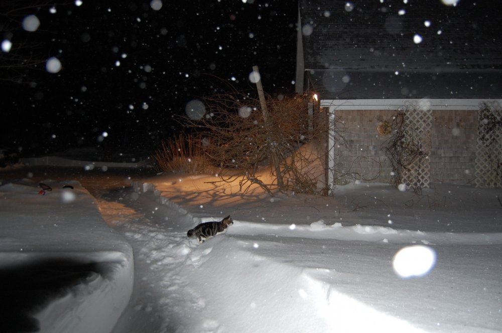 blizzard 2015 -7.jpg