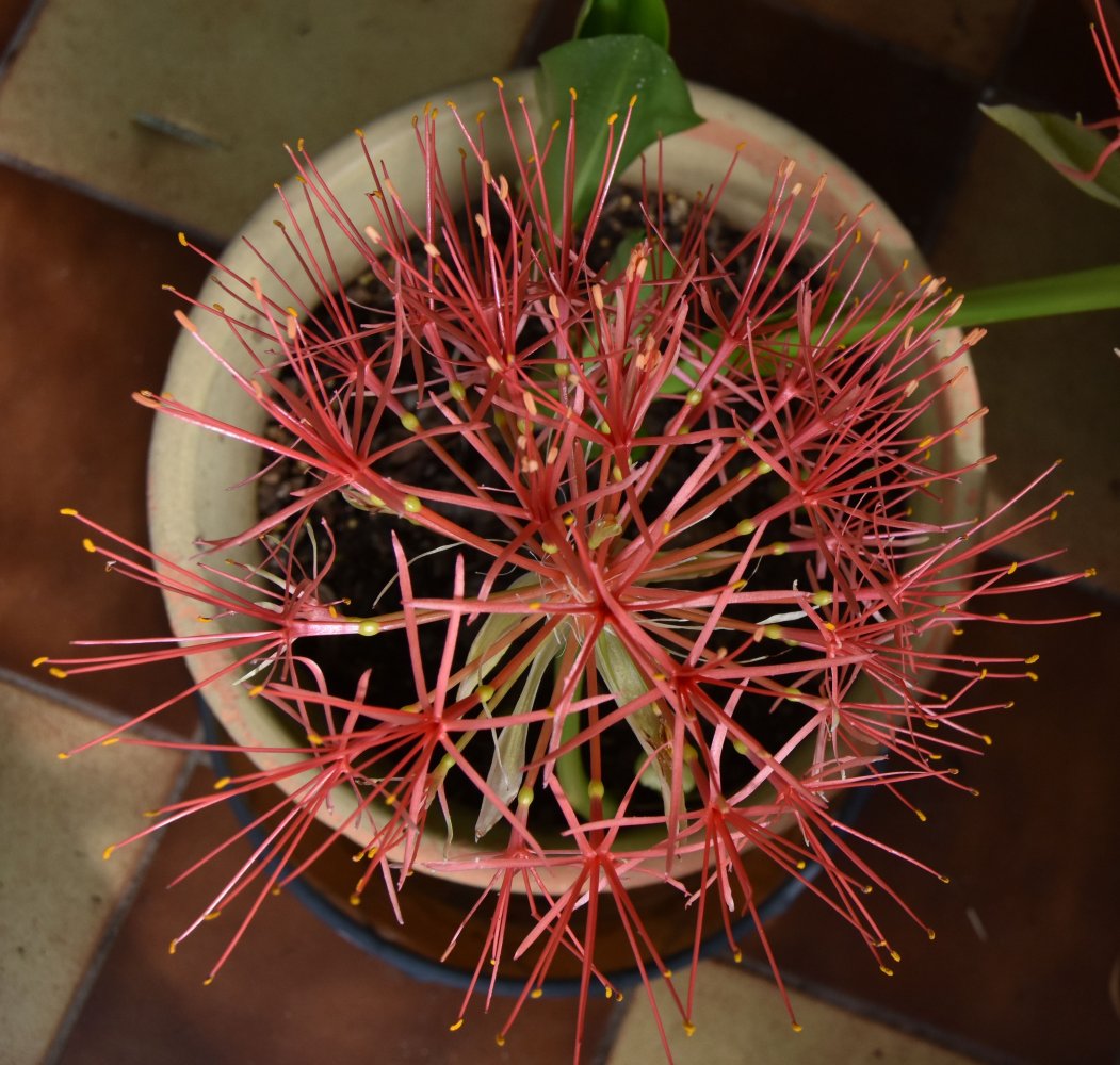 blood lily.jpg