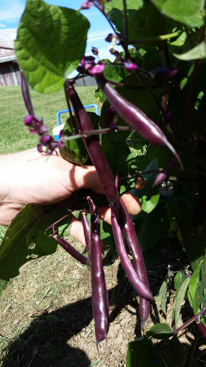 blooming prairie pods.jpg