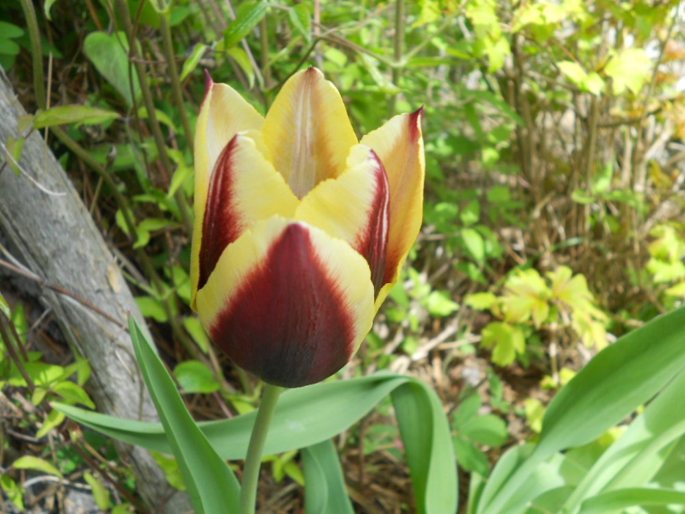 blooms in May 007.JPG