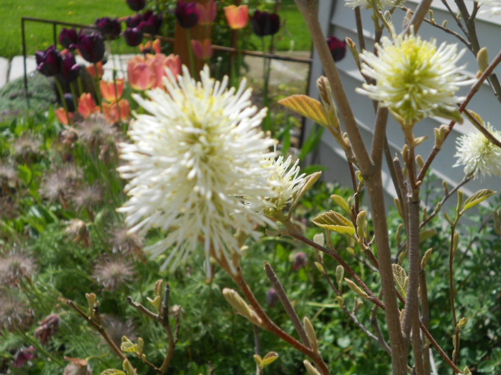 blooms in May 010.JPG