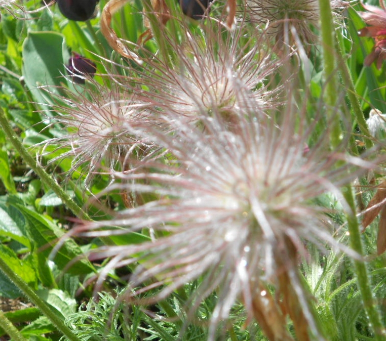 blooms in May 011.JPG