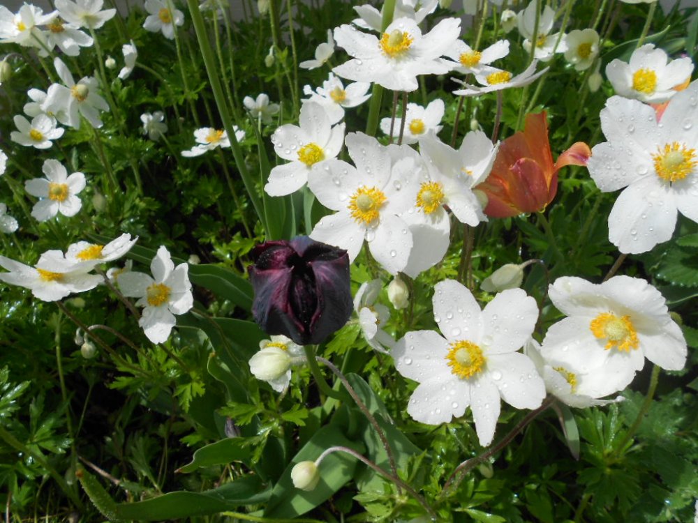 blooms in May 015.JPG