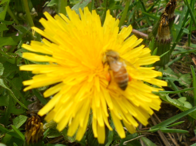 blooms in May 018.JPG