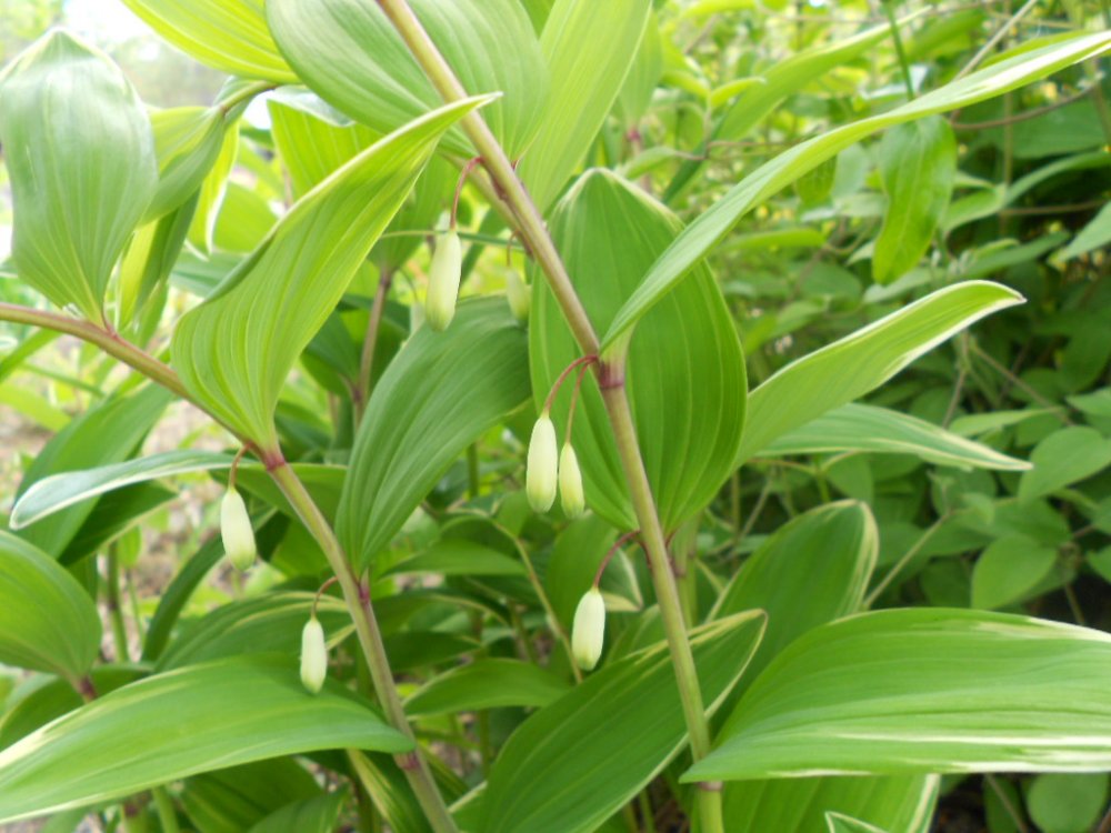 blooms in May 030.JPG