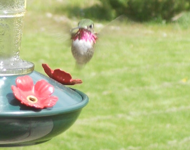 blooms in May 039.JPG