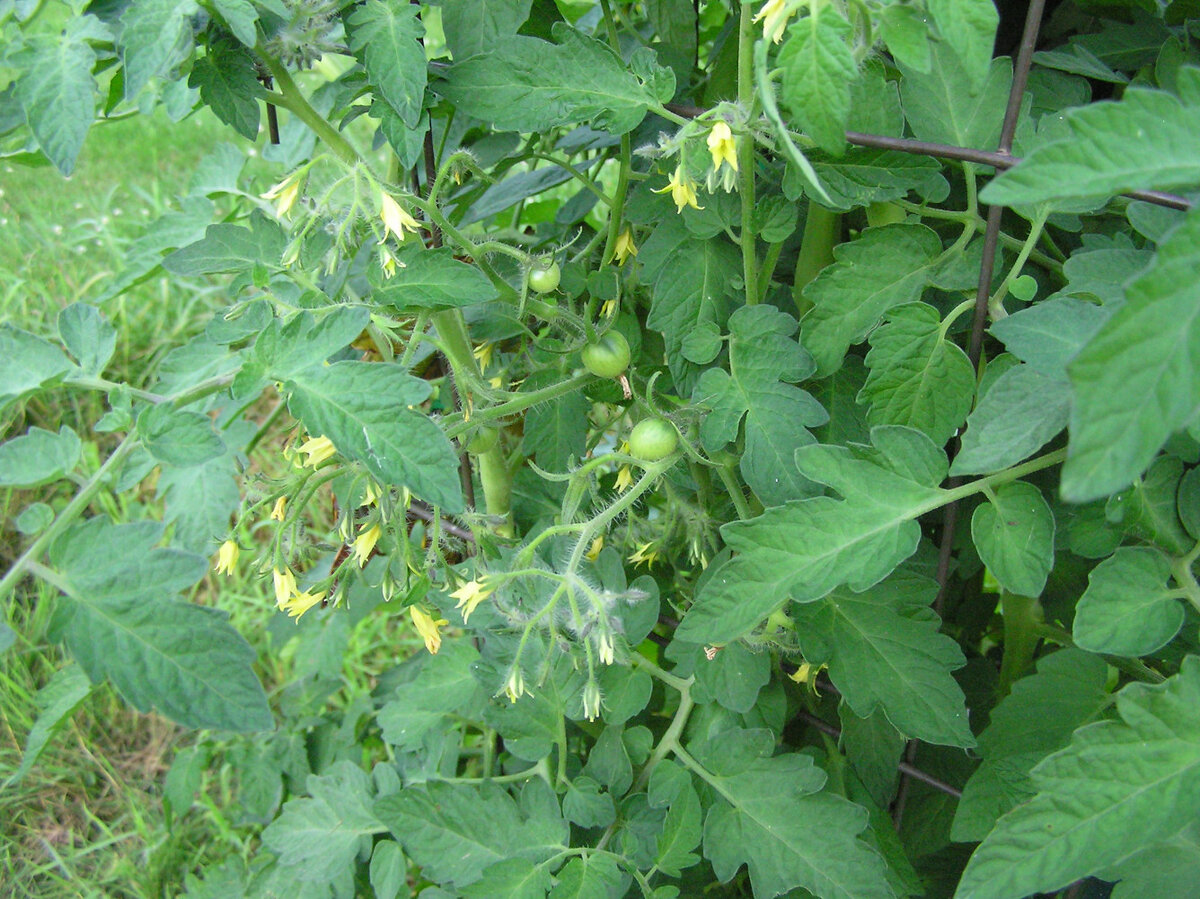 BlossomsAndLittleTomatoes.JPG