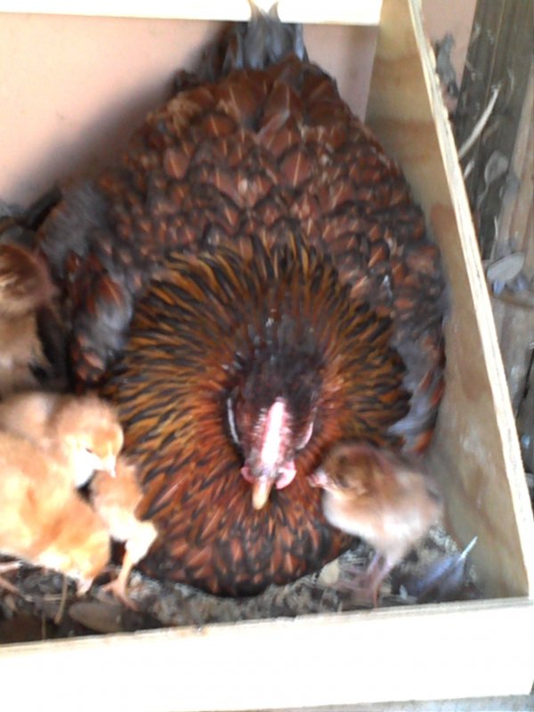 BLRW hen and chicks day one.jpg
