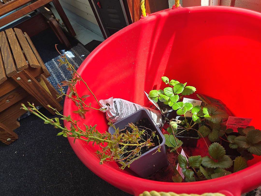 Bluberries & strawberries, saved from the freeze, 04-08-26, #1.jpg