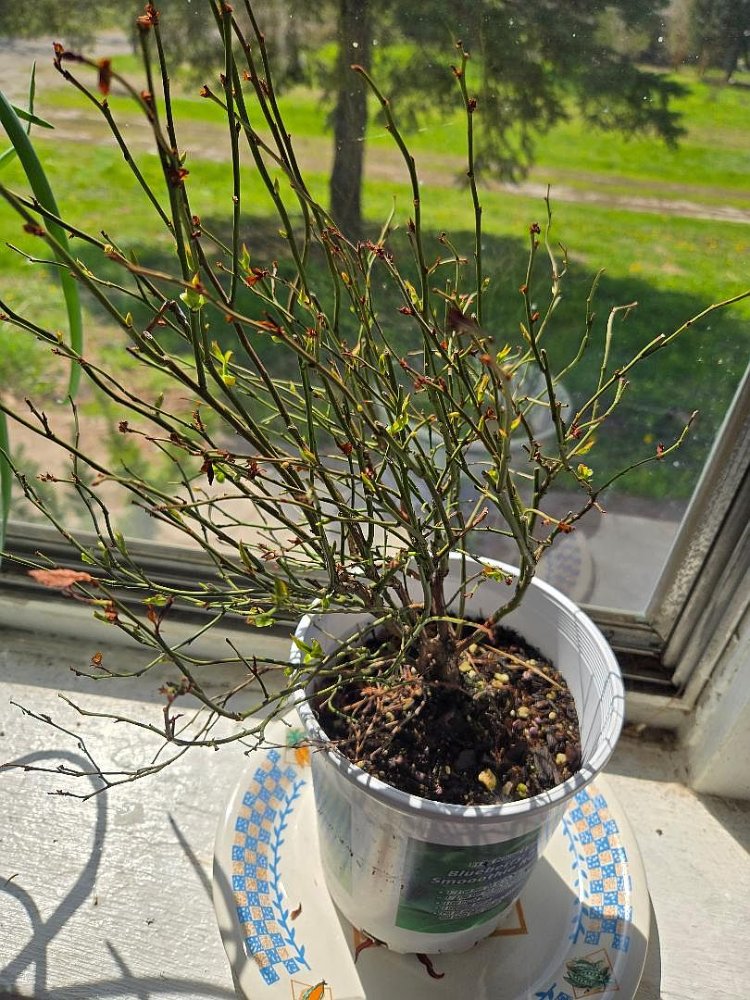 Bluberries & strawberries, saved from the freeze, 04-08-26, #2.jpg