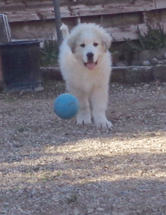Blue ball 01email.JPG