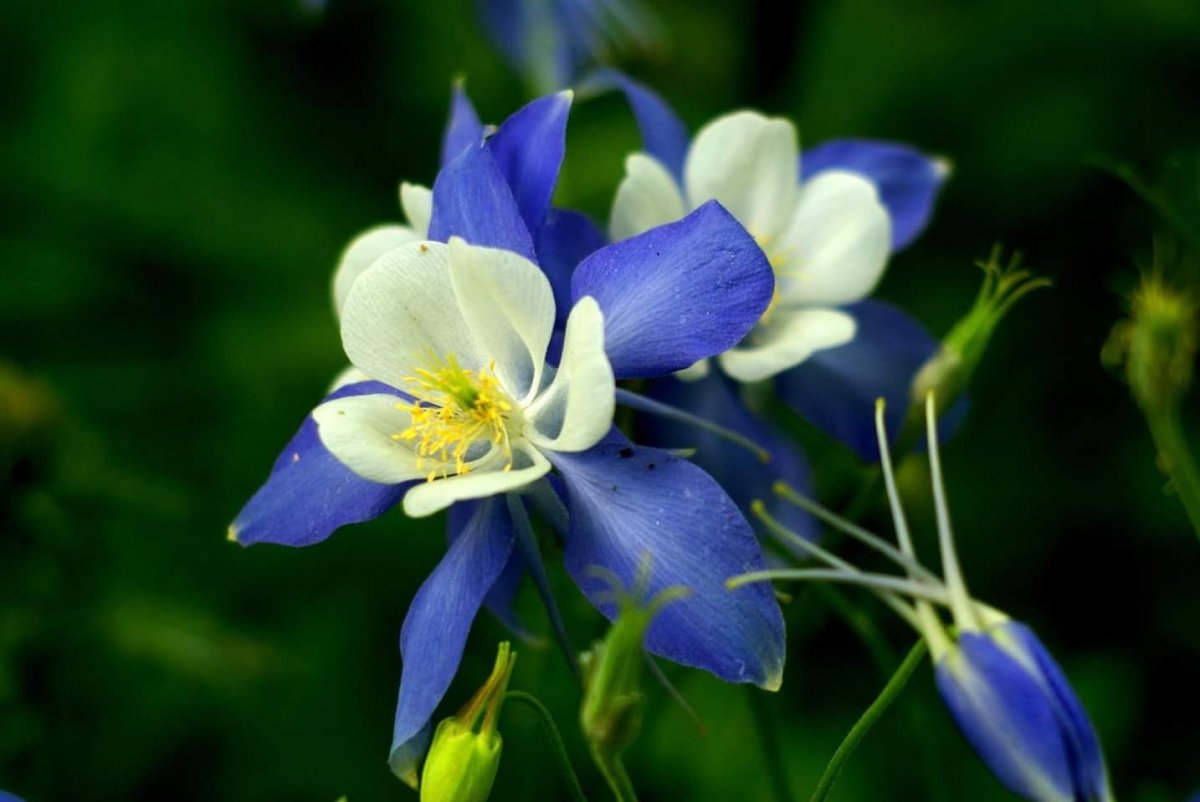 blue columbine.jpg