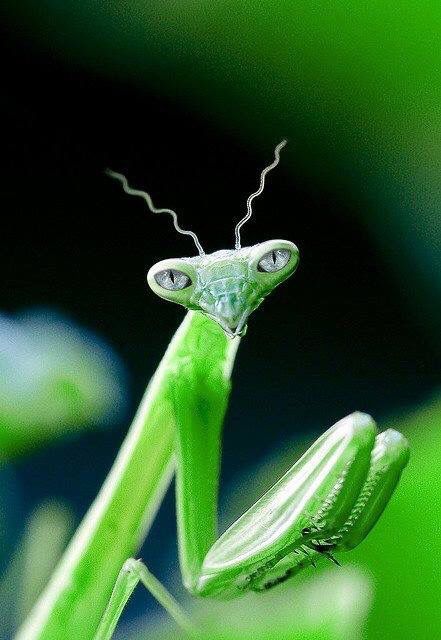 blue eye praying mantis.jpg