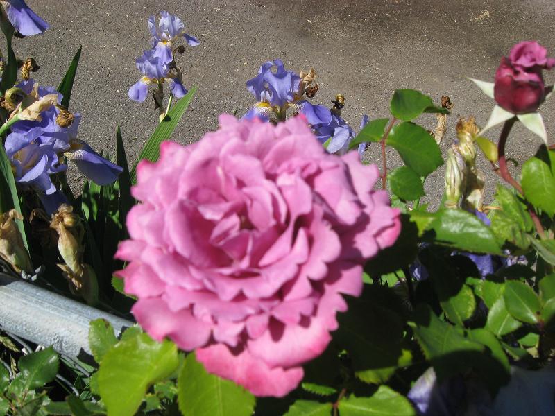 Blue rose and iris.jpg
