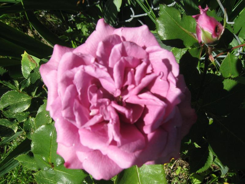 blue rose.jpg