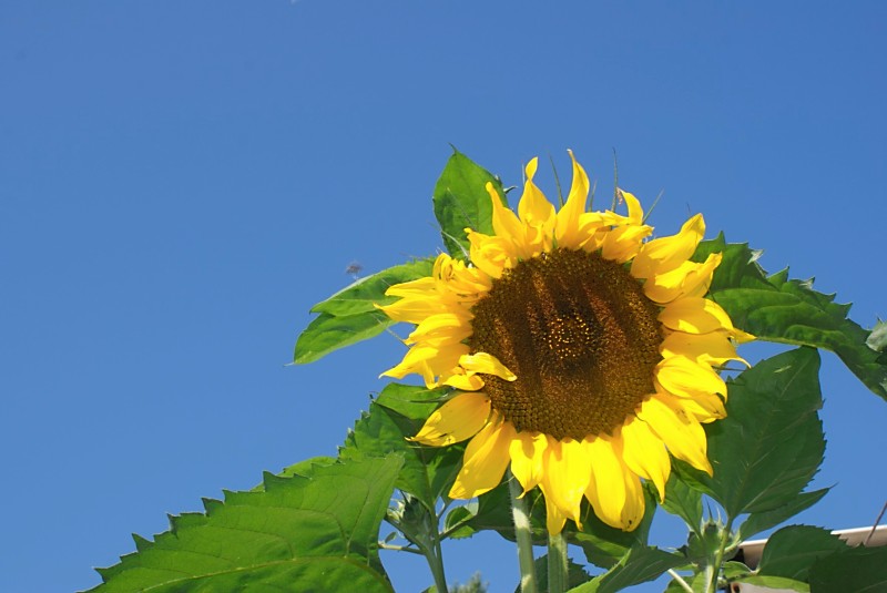 blue sky sunflower.jpg