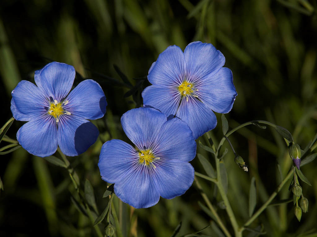 Blue_flax_X6025690_06-02-2021-001.jpg