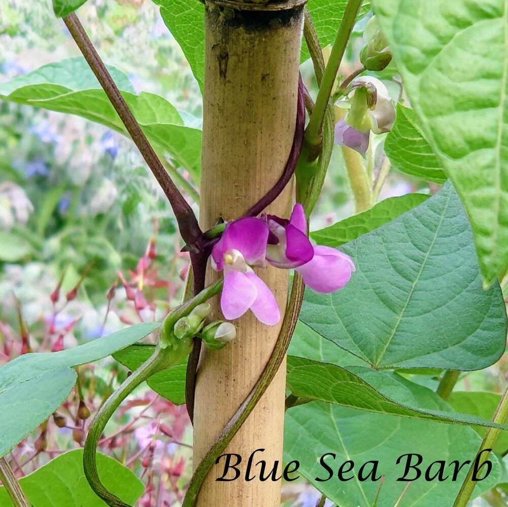 Blue_sea_barb-b_2025.jpg