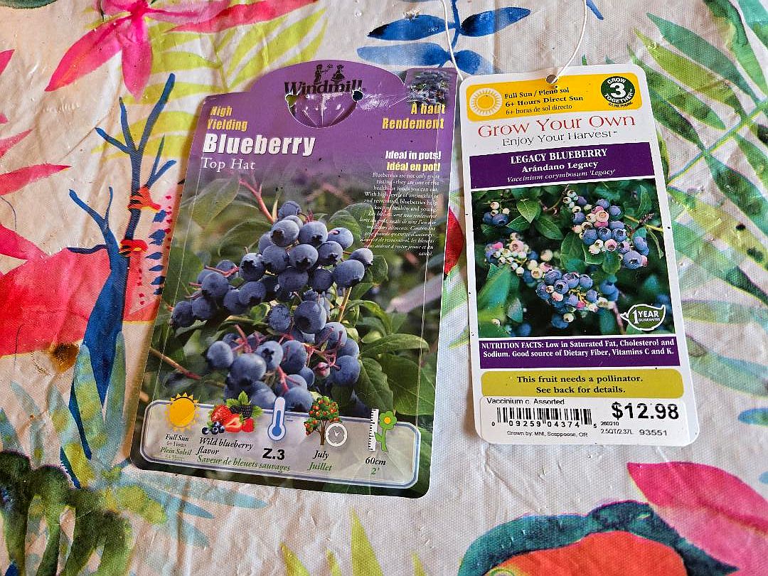 Blueberry bush plants, 04-16-26, #1.jpg