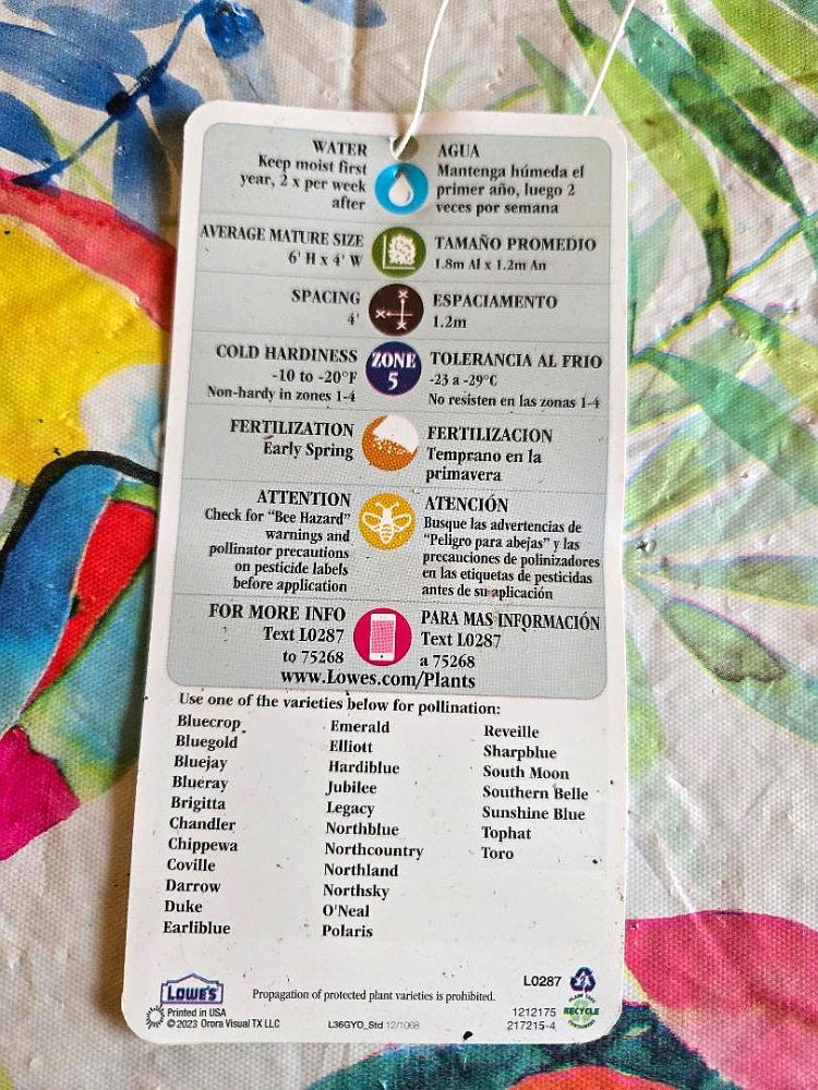 Blueberry bush plants, 04-16-26, #2.jpg