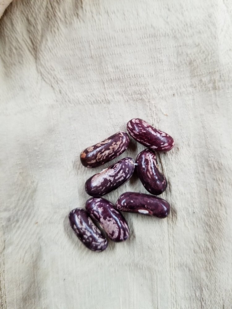 Bluejay Seeds.jpg