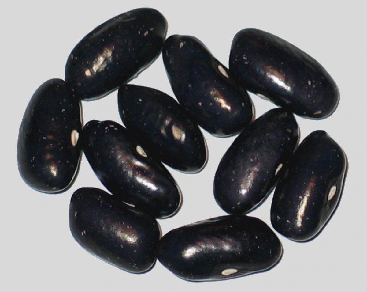 blueshaxamaxon2016.jpg