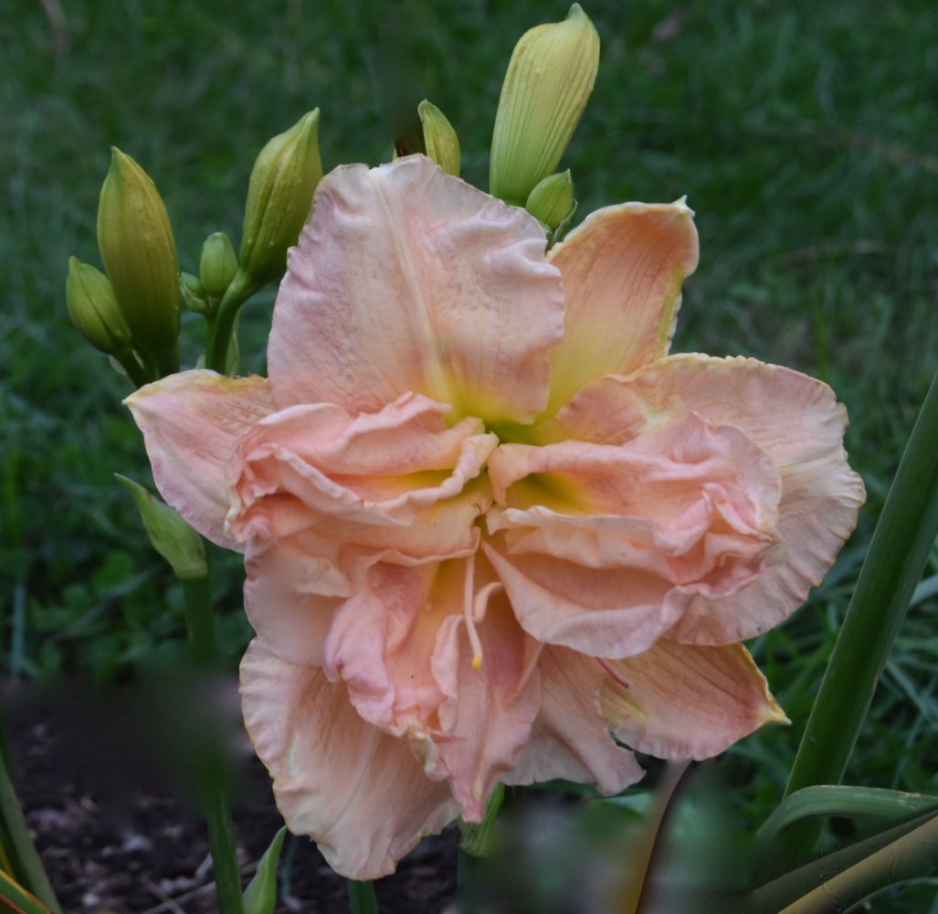 blush teg.jpg