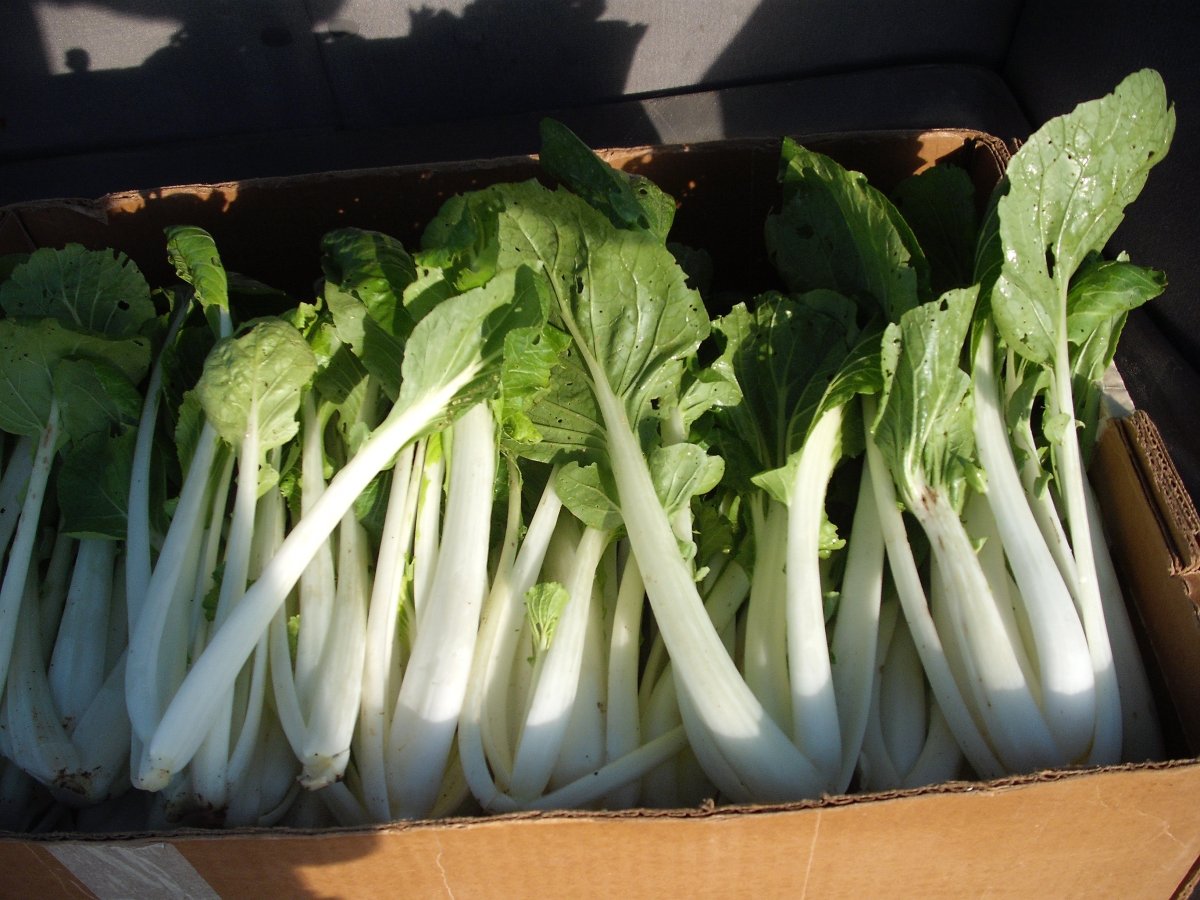 Bok Choi.JPG
