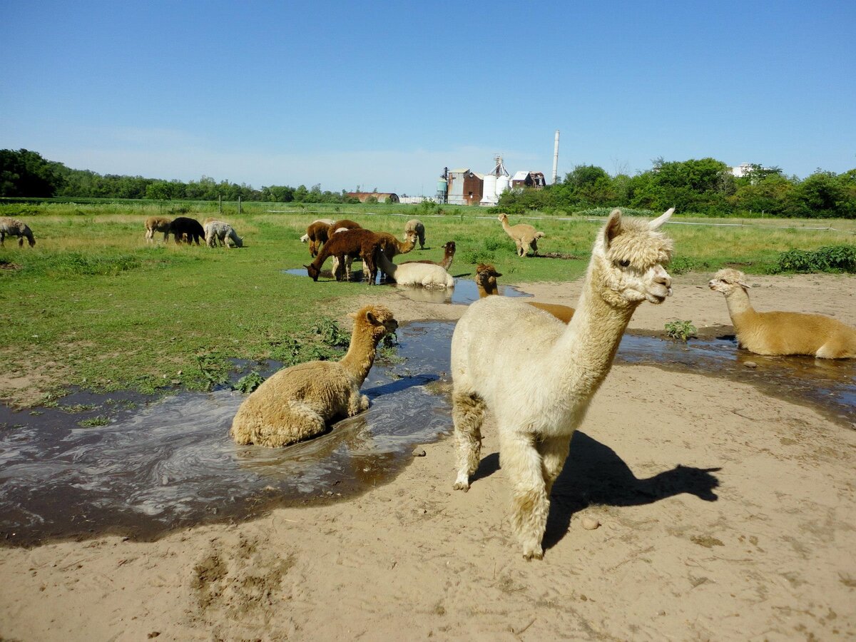 Bon Alpaca 2015.jpg