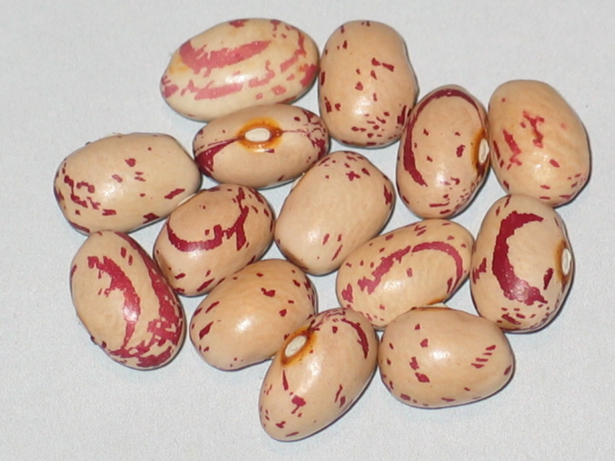 Borlotto di Saluggia.jpg