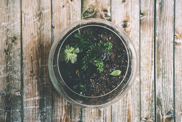 Using Coffee Grounds For Your Indoor Plants Using Coffee Grounds For Your Indoor Plants
