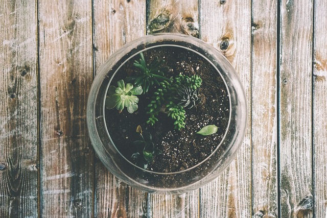 Using Coffee Grounds For Your Indoor Plants