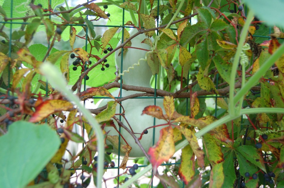 bottle gourd.jpg