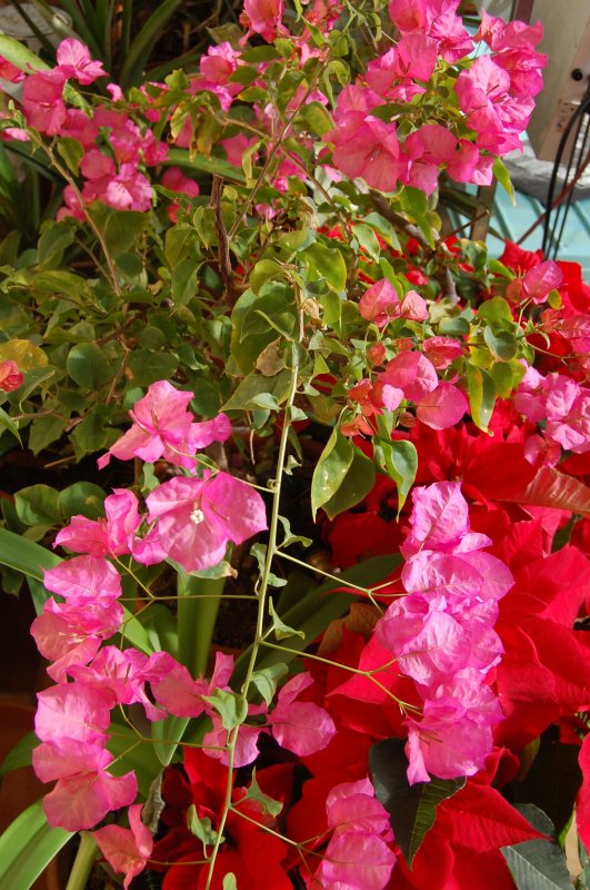 bouganvillea.jpg