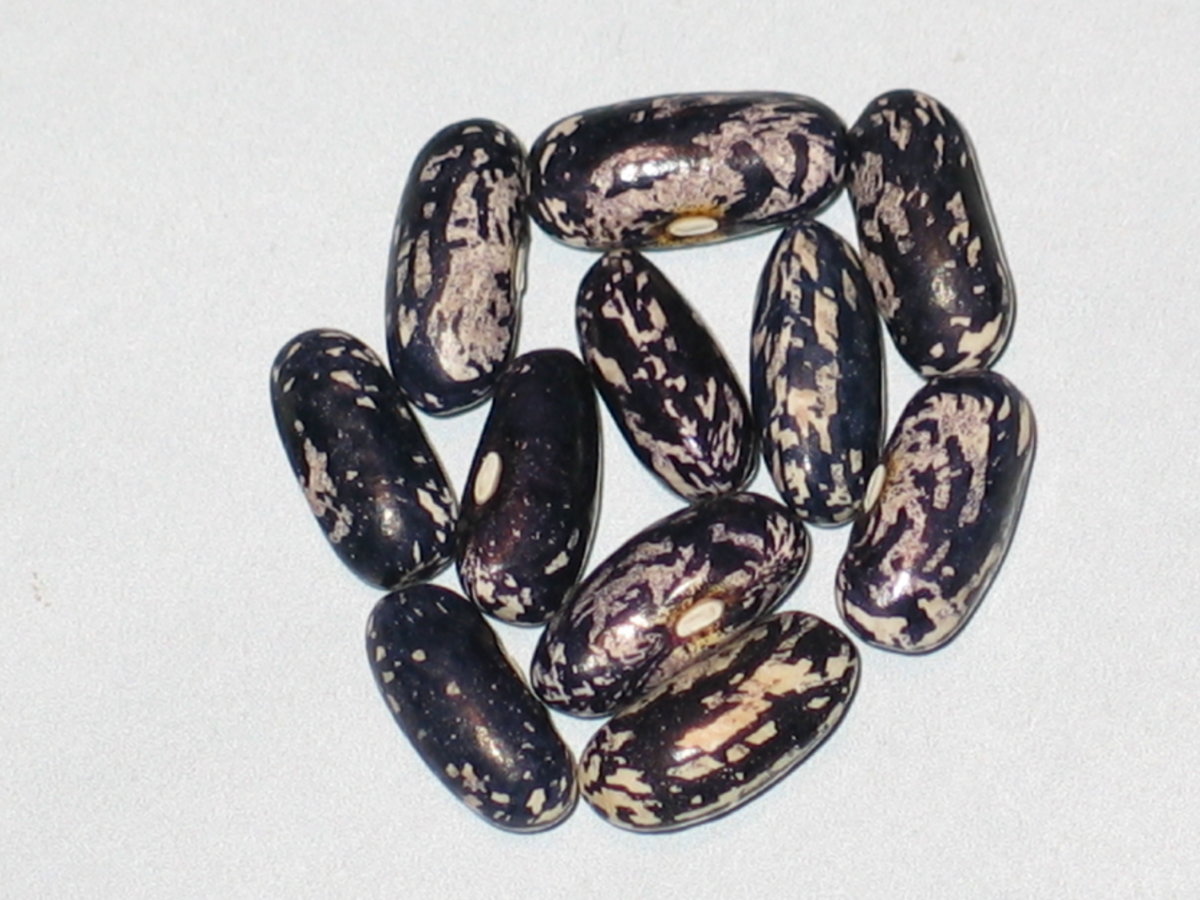 Bountiful Ester #1.jpg