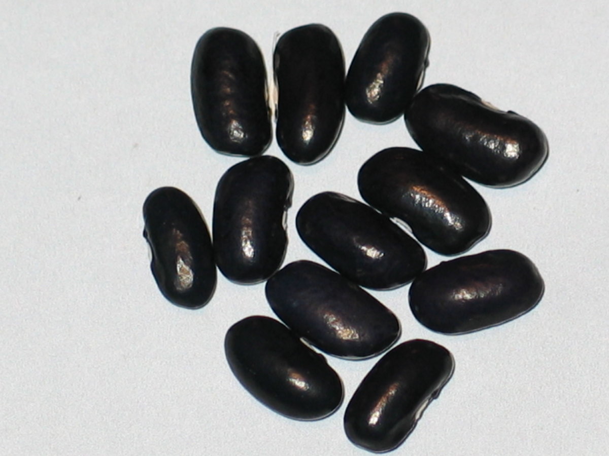 Bountiful Ester Black #3.jpg