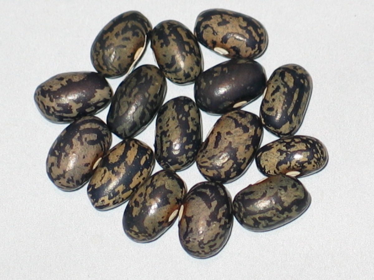 Bountiful Ester OT #4.jpg