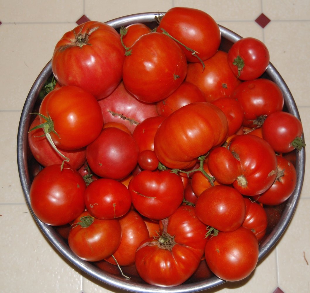 bowl of tomatoes..jpg
