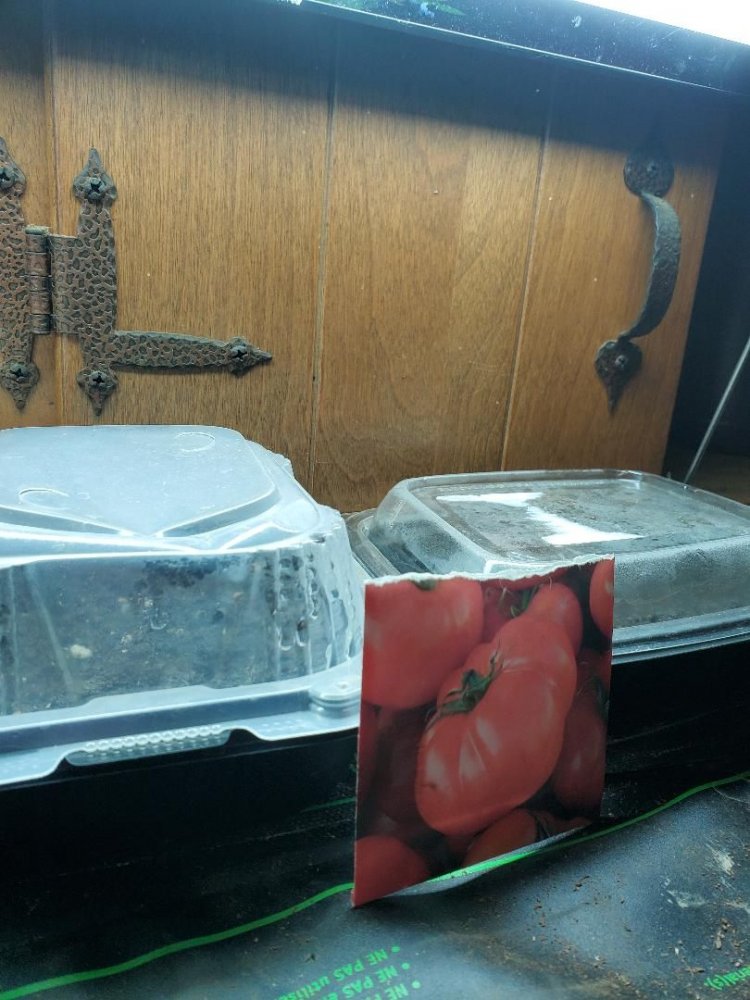 Brandywine Pink seeds started today, 03-31-2020.jpg