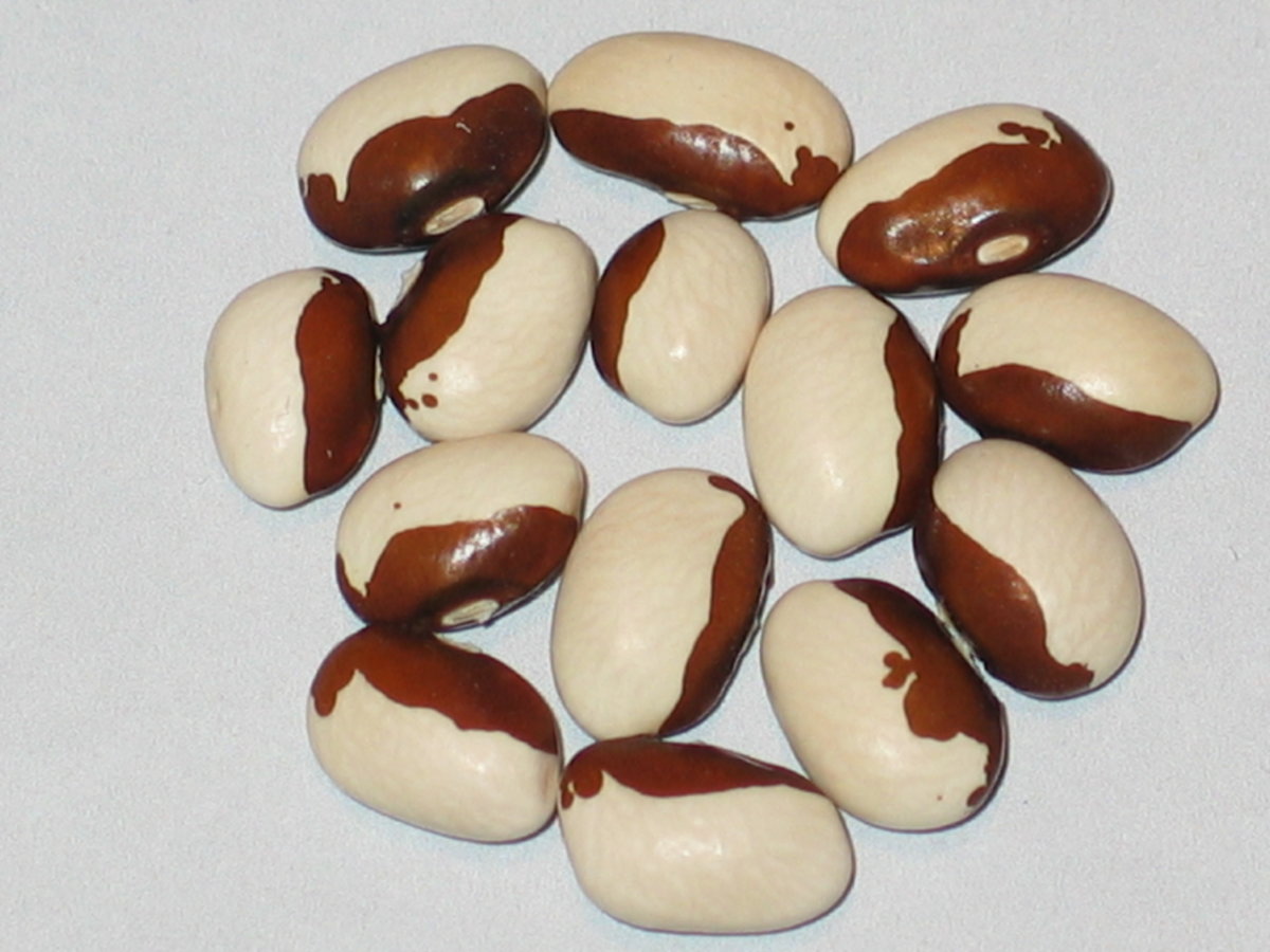 Brauner Bar #1.jpg