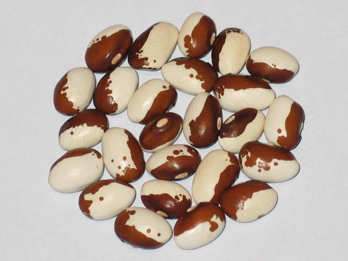 Brauner Bar.JPG